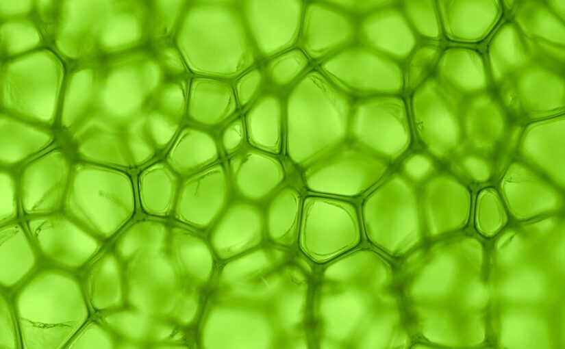 The Pitfall of Plant-Based Pharmaceuticals and Therapies