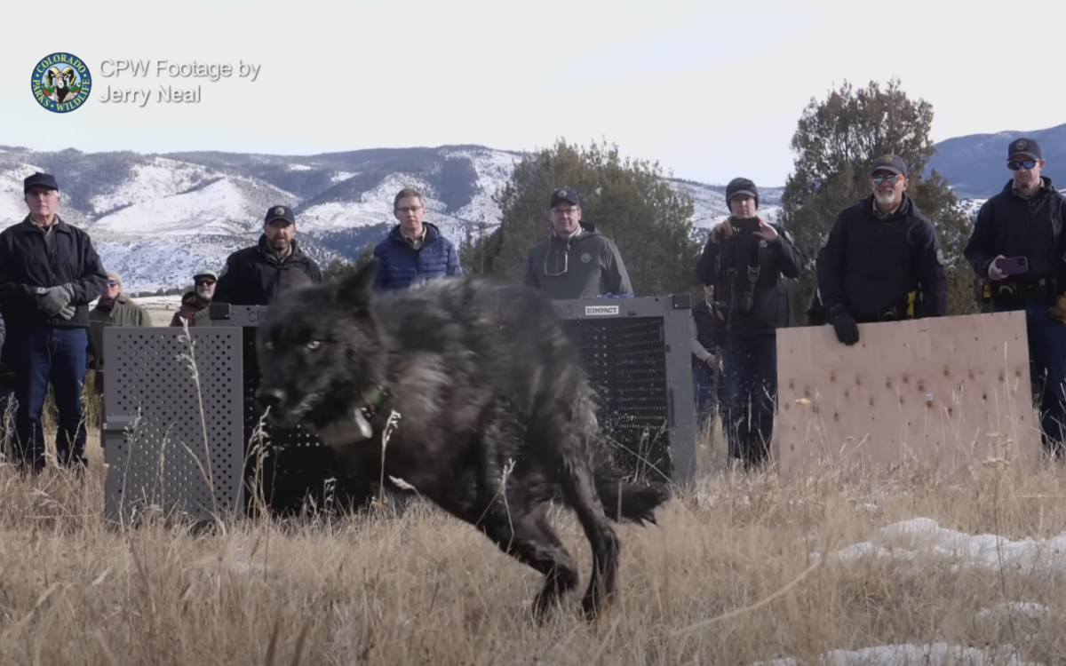 Release of Wolves in Colorado and Beavers in California Represent Step Forward Amid ‘Era of Extinction’