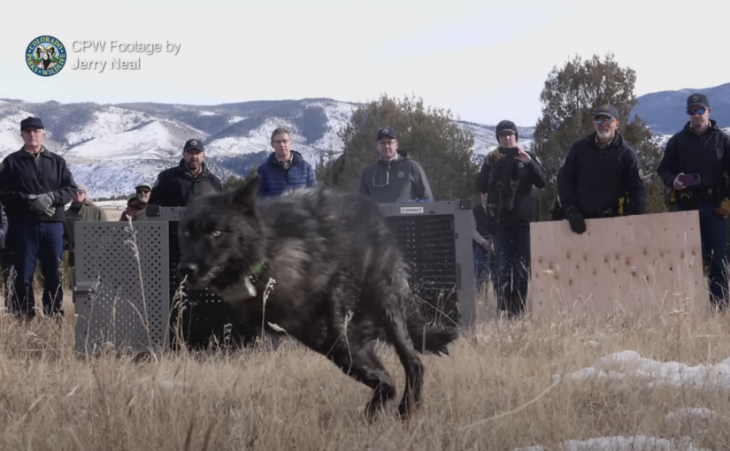 Release of Wolves in Colorado and Beavers in California Represent Step Forward Amid ‘Era of Extinction’