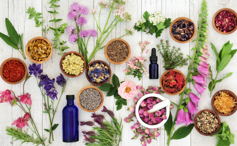 Exploring the Healing Promise of Plant Medicines with Bioneers