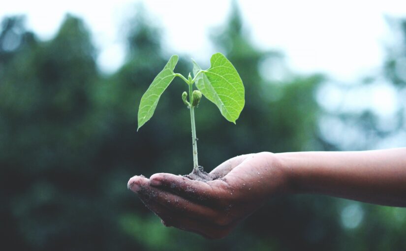 What Can I Do About the Climate Emergency?