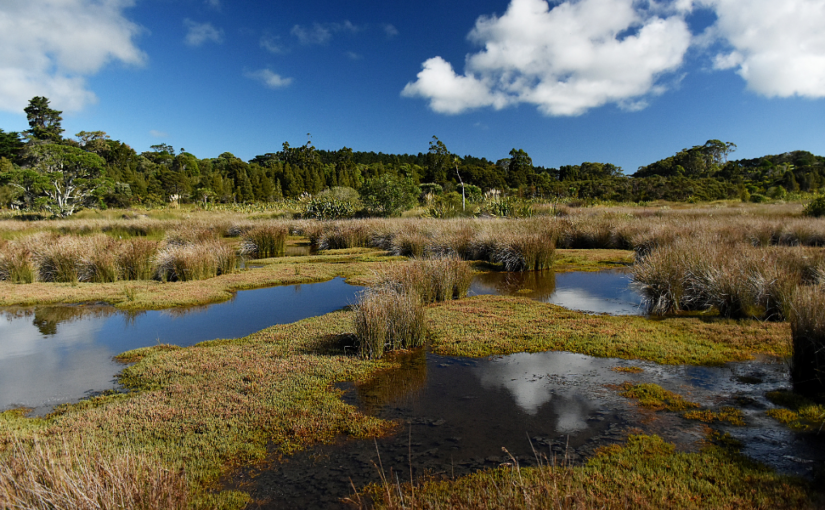 Navigating the Waters of Ecological Innovation: A Conversation with Erin English on Integrated Water Strategies and Biophilic Design