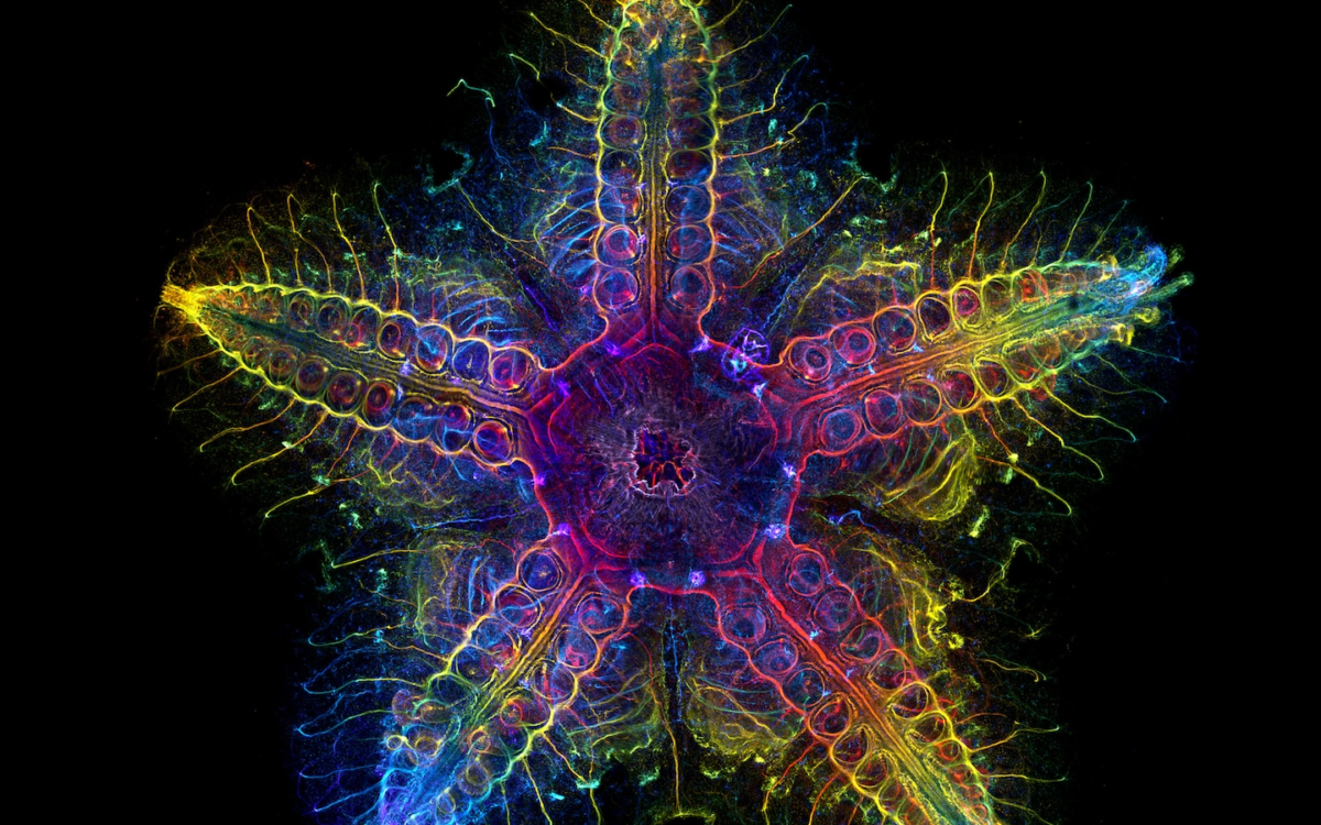 Research Technique Creates Striking Image of Sea Star Nervous System