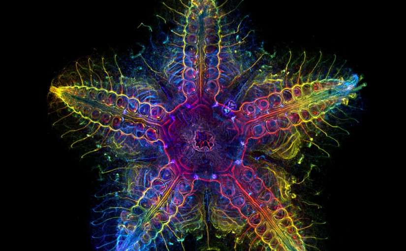 Research Technique Creates Striking Image of Sea Star Nervous System