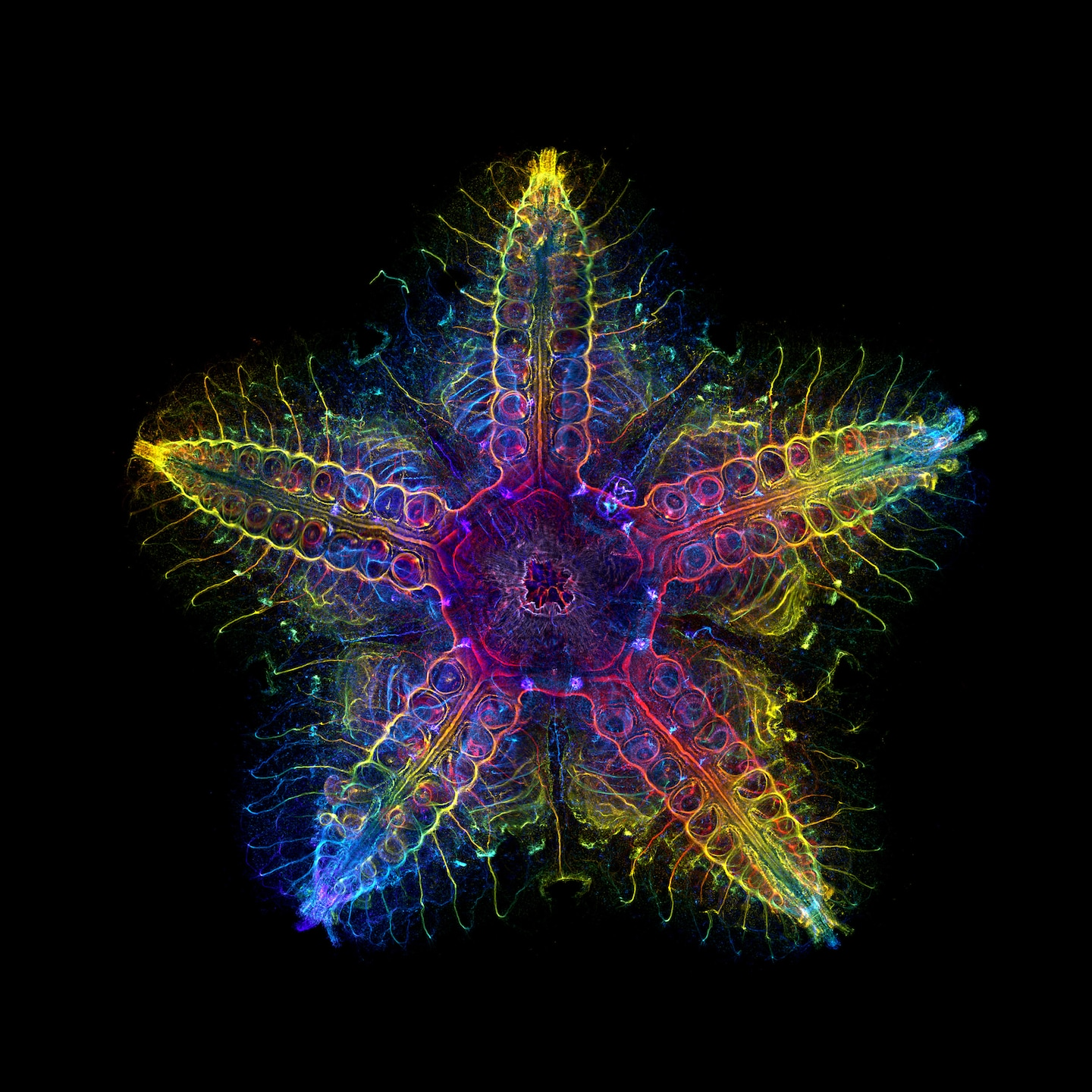 2023 Winner of Evident's Global Scientific Light Microscopy Award, showing the nervous system of a juvenile sea star (Patiria miniata) about 1 cm wide. Credit: Laurent Formery / Image courtesy of Evident's Image of the Year Competition