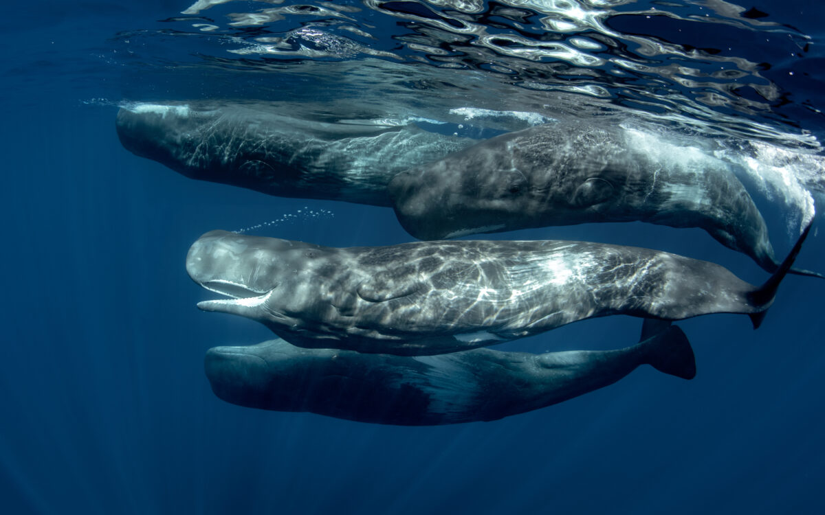 Decoding the Symphony of Sperm Whales: New Study Dives into Complex Vocalizations
