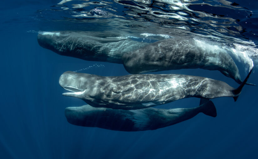 Decoding the Symphony of Sperm Whales: New Study Dives into Complex Vocalizations