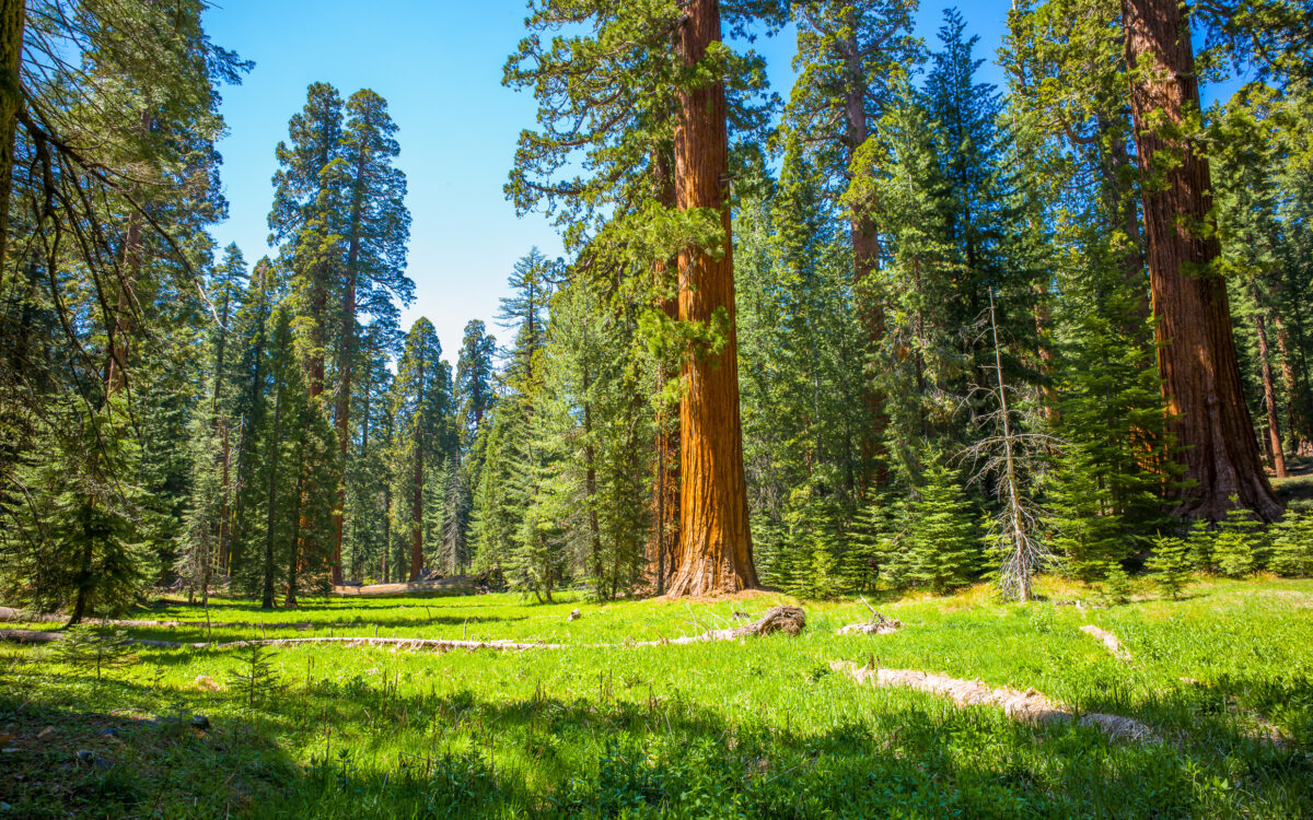 As Recognition of Intelligent Forest Systems Grows, So Has Pushback