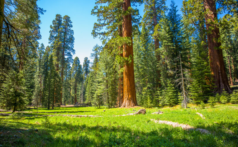 As Recognition of Intelligent Forest Systems Grows, So Has Pushback
