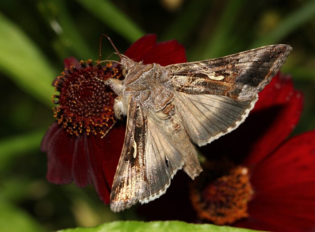 Silver Y moth