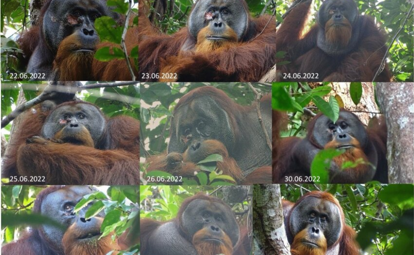 Researcher Discusses Broader Implications of Orangutan Using Healing Plant 