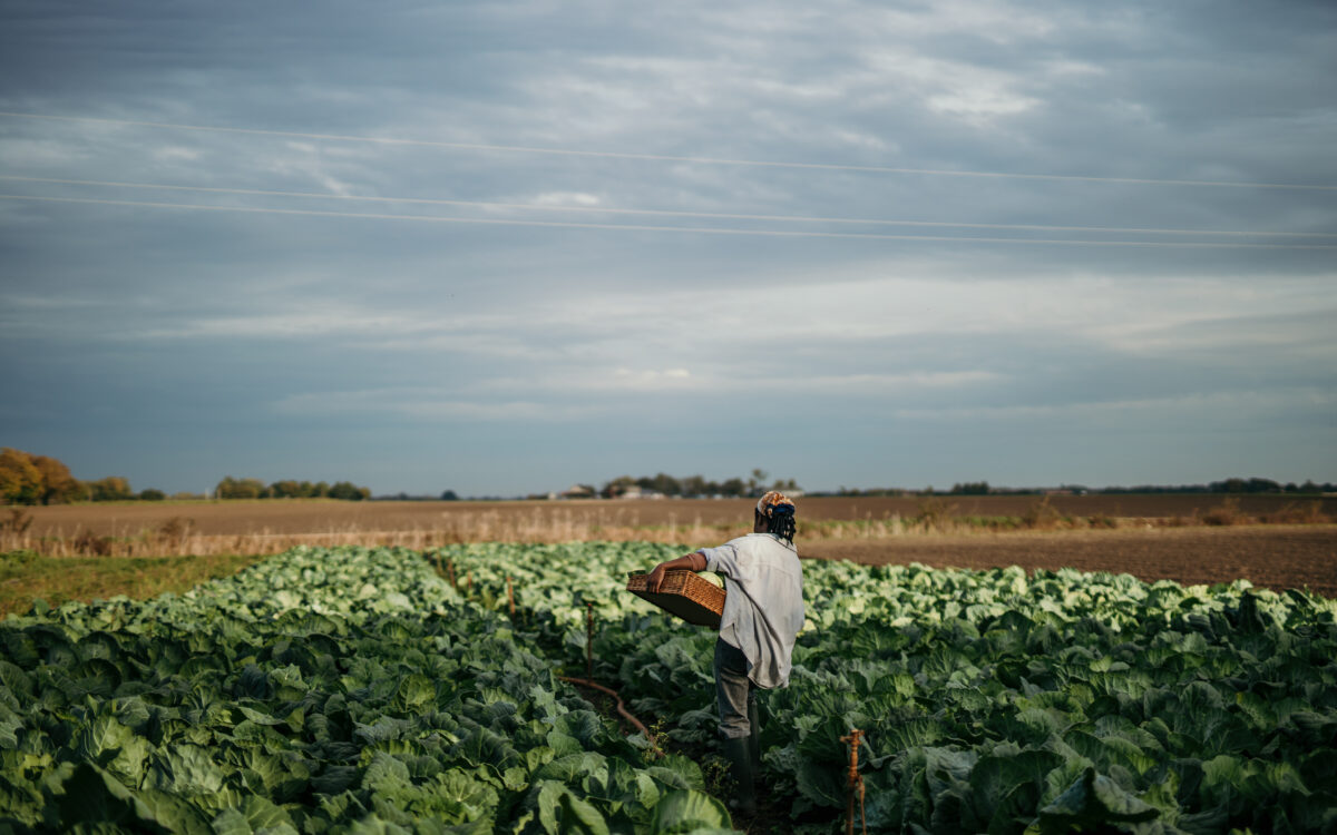 ‘The Seed Was Their Most Precious Legacy’: Why Black Land Matters 