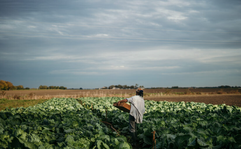 ‘The Seed Was Their Most Precious Legacy’: Why Black Land Matters 