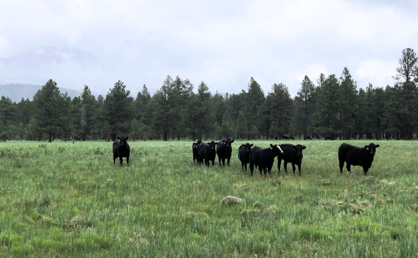 How a Coalition of Ranchers, Farmers and Conservationists Foster Resilient Working Lands