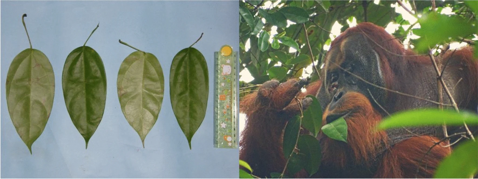 These photos from Scientific Reports show Fibraurea tinctoria leaves and Rakus feeding on the leaves the day after applying the plant mesh to the wound. 
