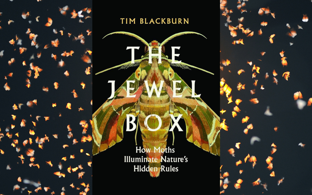 The Jewel Box: How Moths Illuminate Nature’s Hidden Rules