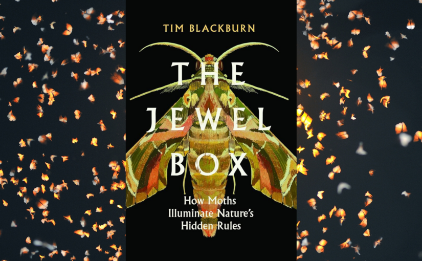 The Jewel Box: How Moths Illuminate Nature’s Hidden Rules