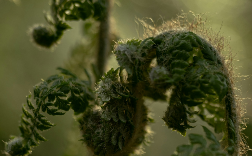 A Vision of Plant Souls: How Rachael Petersen is ‘Re-Weirding the Western Canon’