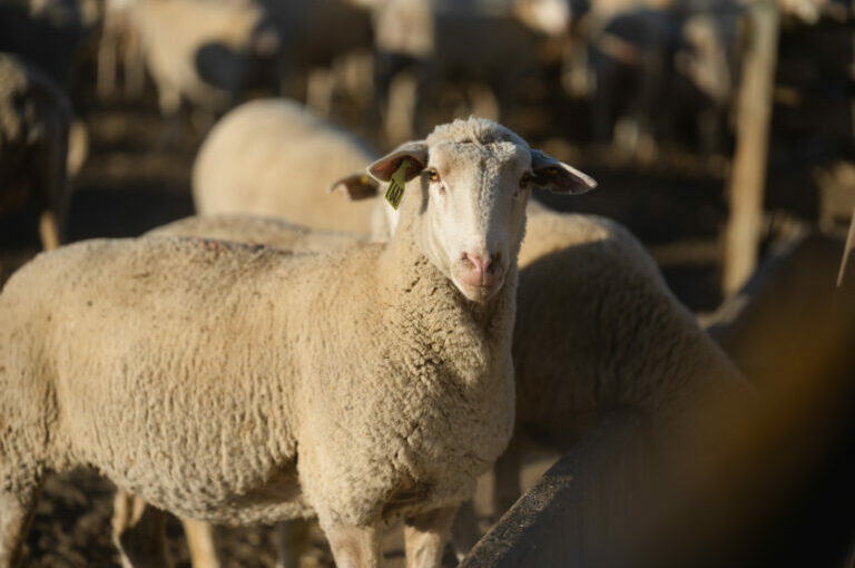 Weaving Past and Future: McCormack Ranch’s Journey in Regenerative Farming