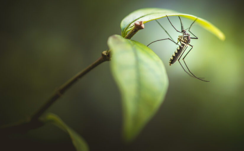“Love, Nature, Magic” | What Mosquitoes Teach Us About Living in Balance with Nature