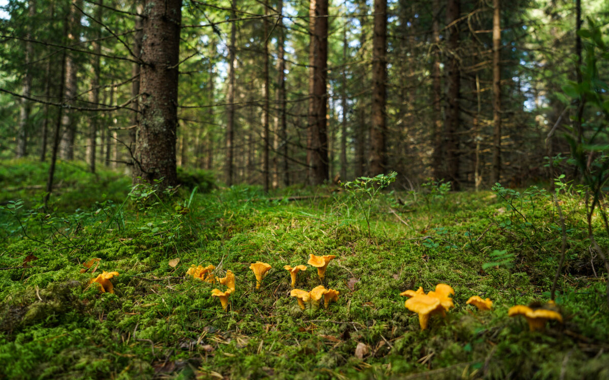 Robin Wall Kimmerer | Becoming Earth: Experimental Theology