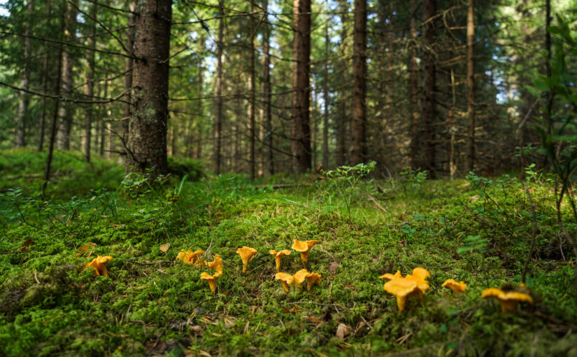 Robin Wall Kimmerer | Becoming Earth: Experimental Theology