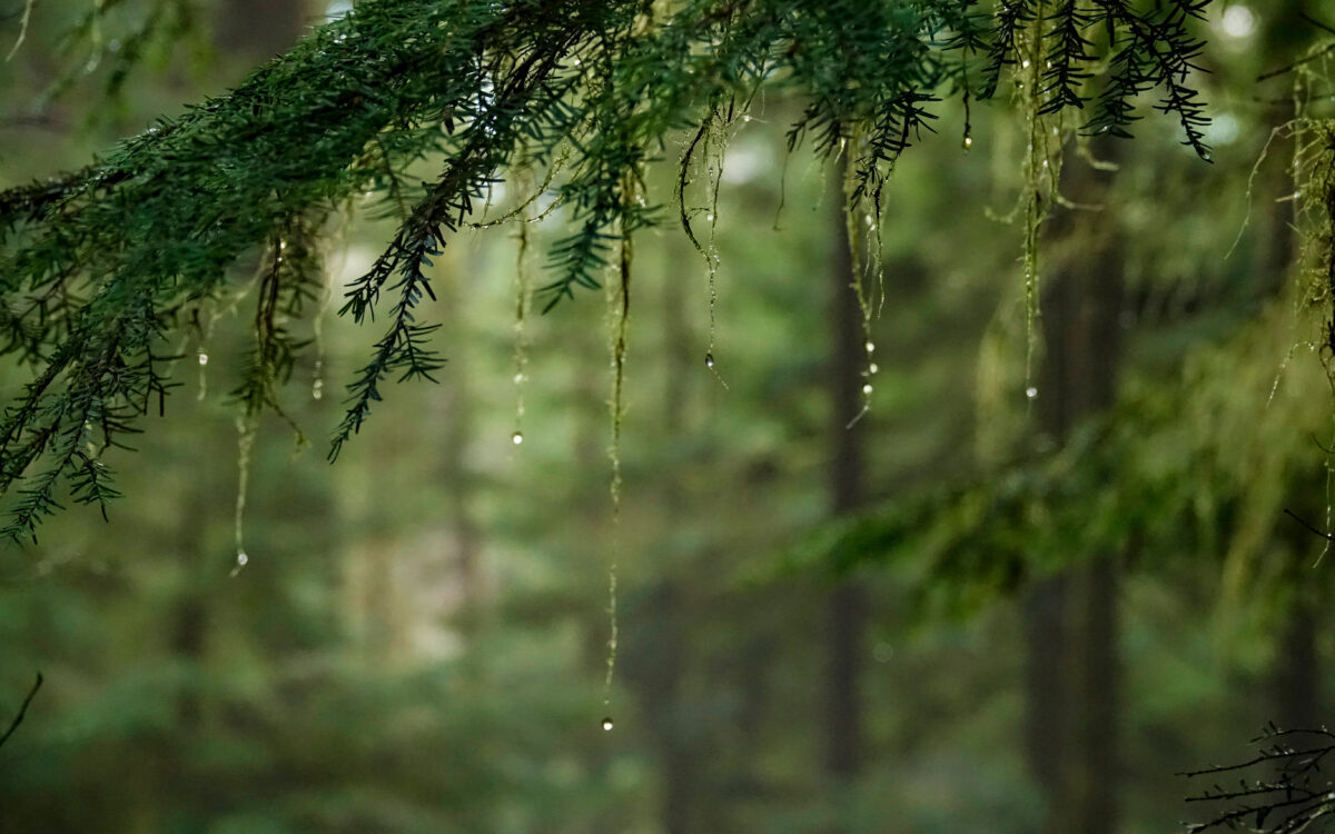 Bridging the Gap Between Nature and Infrastructure: Insights from Leading Experts on Nature-Based Solutions