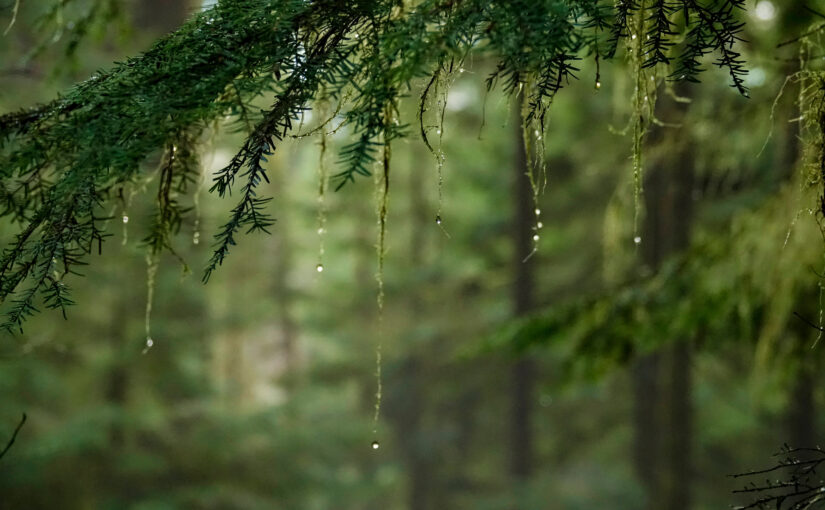Bridging the Gap Between Nature and Infrastructure: Insights from Leading Experts on Nature-Based Solutions