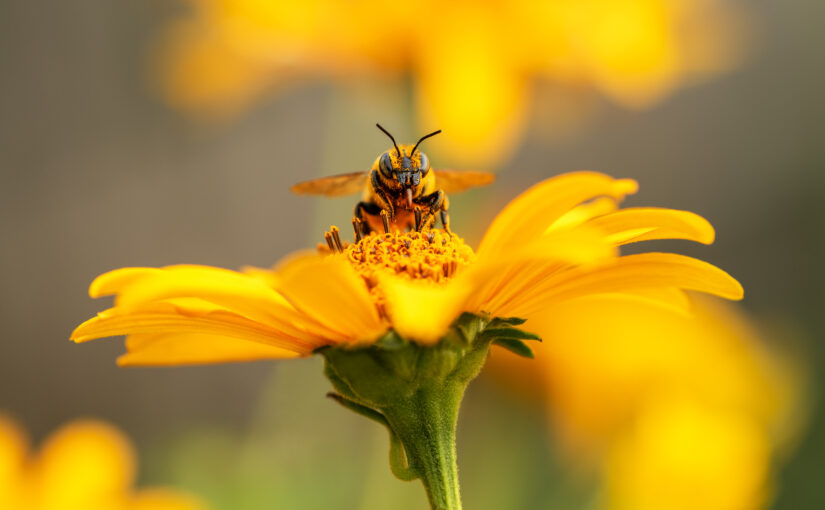 Stephen Buchmann | “What a Bee Knows: Exploring the Thoughts, Memories, and Personalities of Bees”
