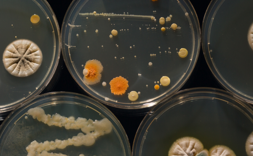 Predrag B. Slijepčević | “Biocivilisations: A New Look at the Science of Life”