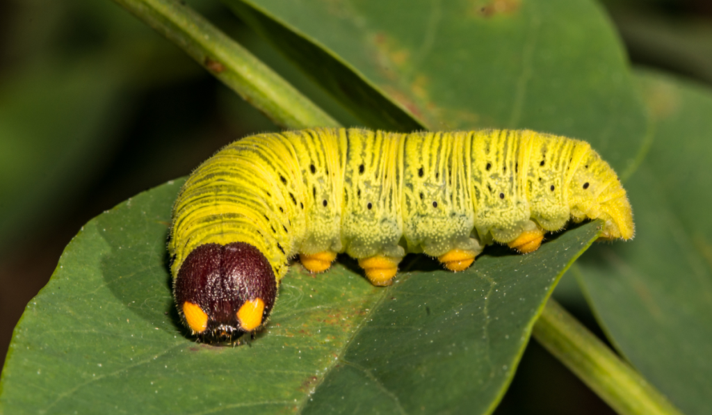 Silver-spotted skipper caterpillar (Epargyreus clarus)