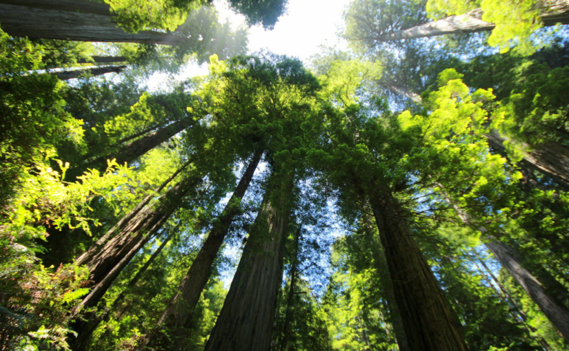 ‘Canopy of Titans’ | Where the Forest has No Name 