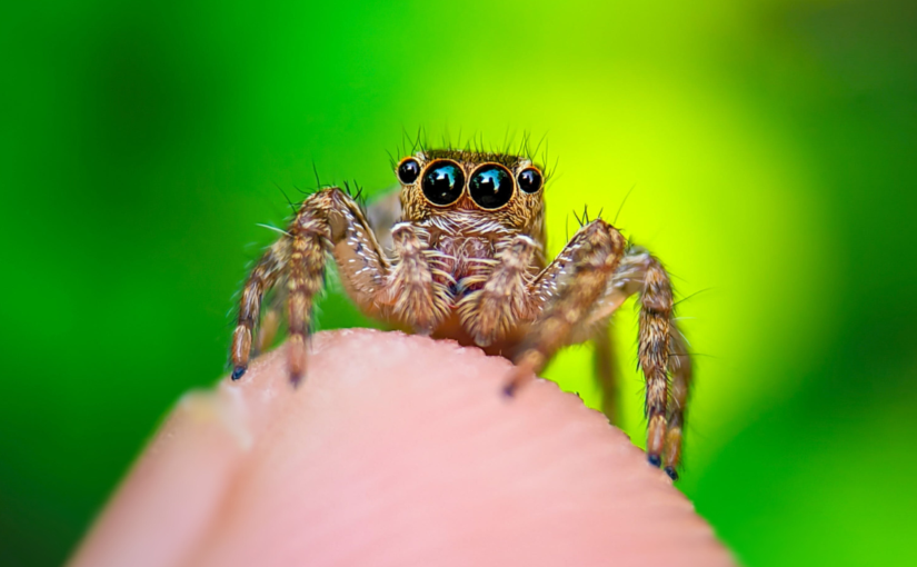 Spiders are much smarter than you think