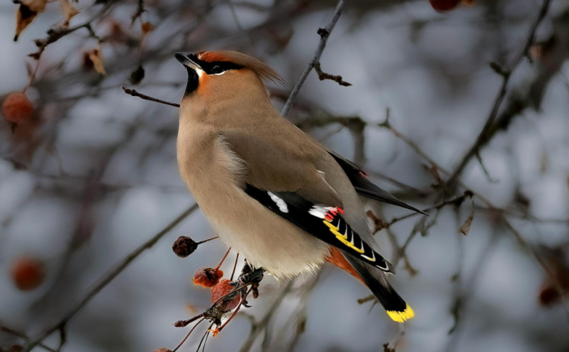 The Cedar Waxwing — How to Befriend a Wanderering Frugivore