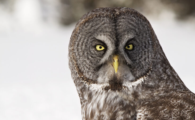 What an Owl Knows: Rethinking Bird Brains & Intelligence