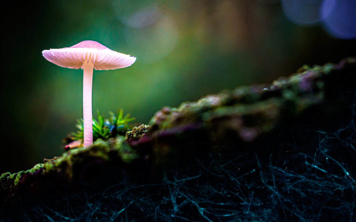 The Universe Beneath Our Feet: Mapping the Mycelial Web of Life