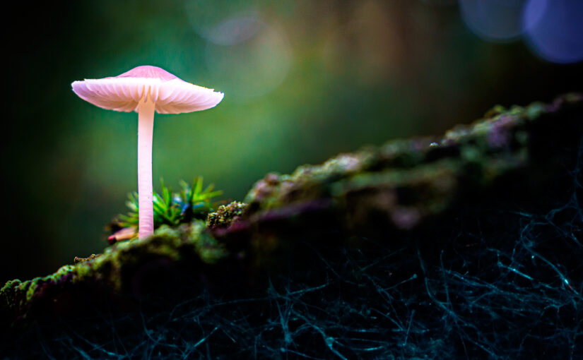 The Universe Beneath Our Feet: Mapping the Mycelial Web of Life