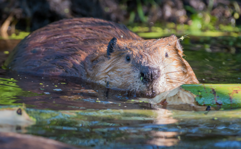 Eager: The Surprising, Secret Life of Beavers and Why They Matter | Ben Goldfarb
