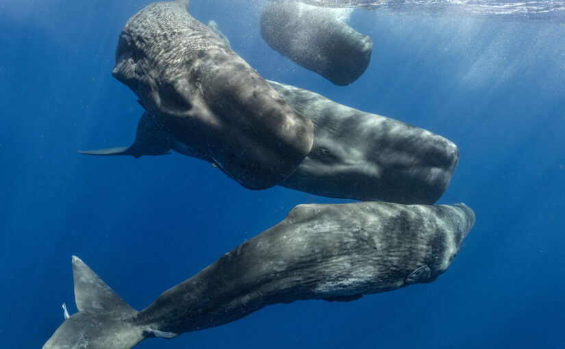 Can AI Decode Whale Sounds? Project CETI is Here to Find Out