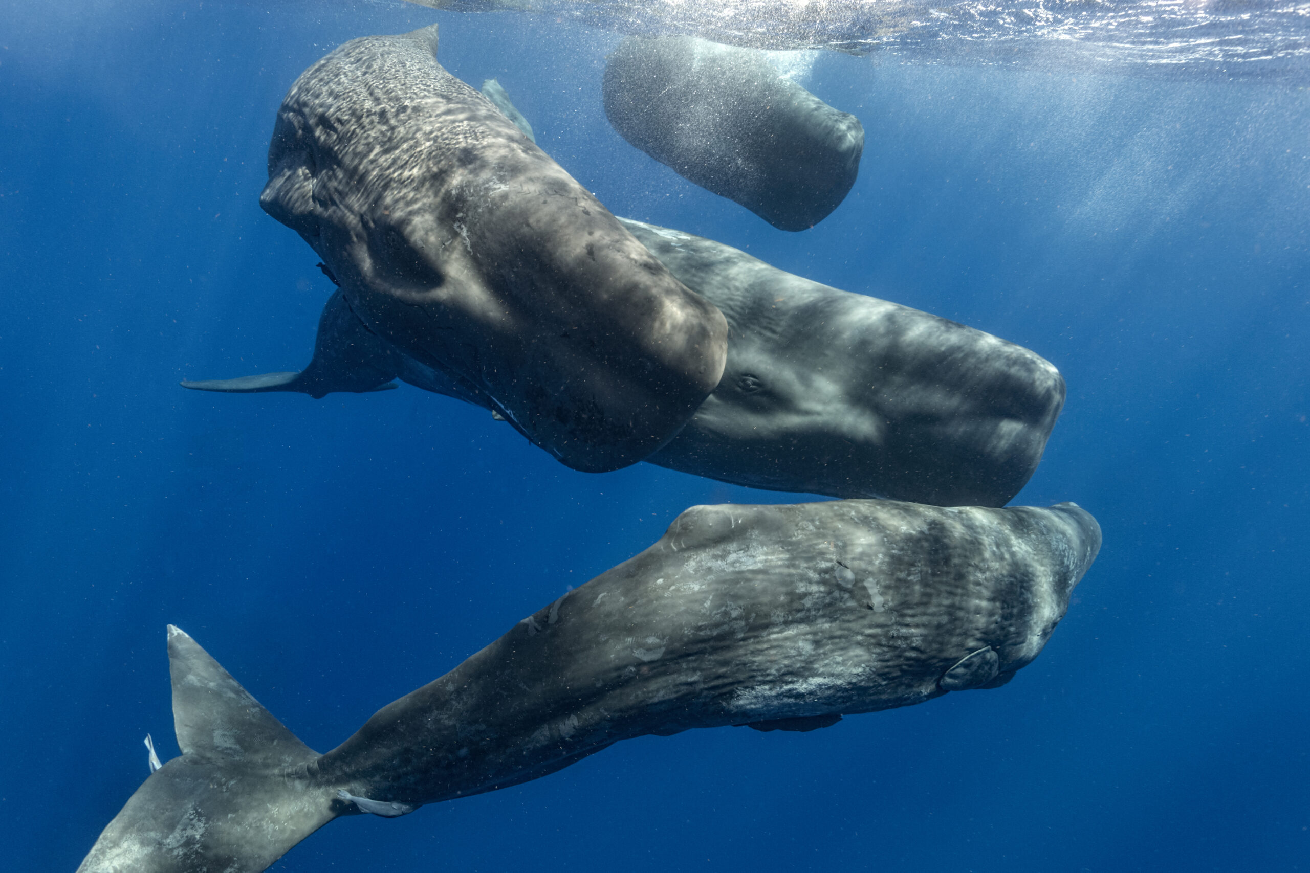 Sperm whales / Photo by Amanda Cotton