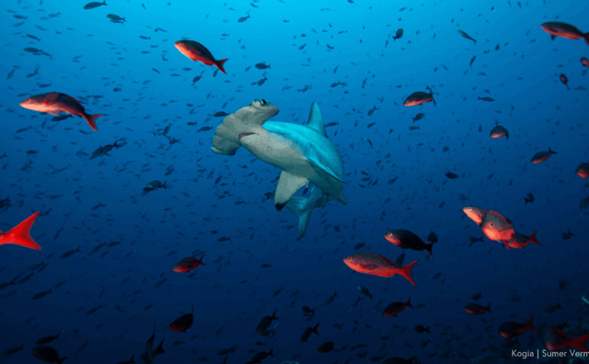Rewriting the Rules of Ocean Conservation through Justice, Story & Relationship