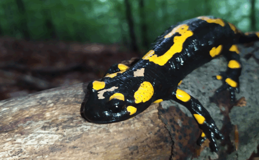 Watching a Salamander Dance: Embracing Darkness to Observe Nocturnal Creatures 
