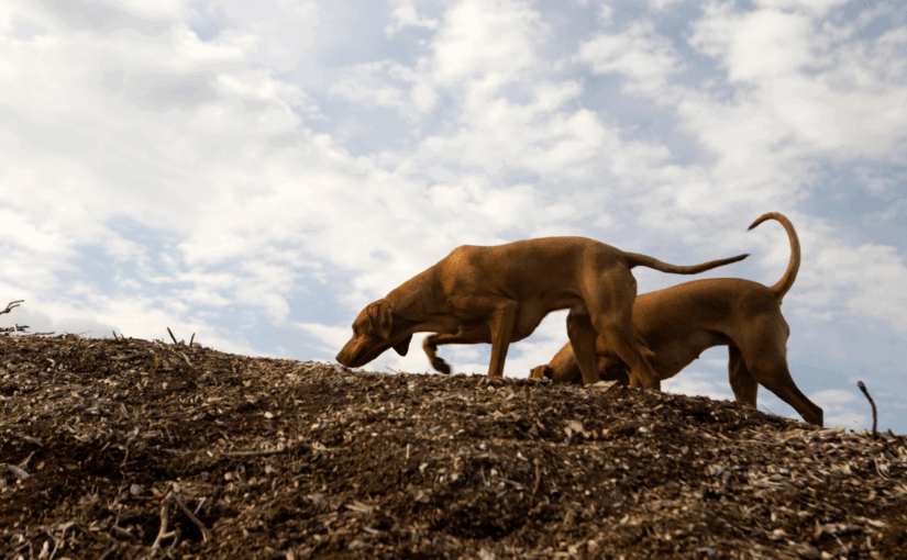 The Super-sense of Canines: The Depth of Awareness Gained from Animal Companions 