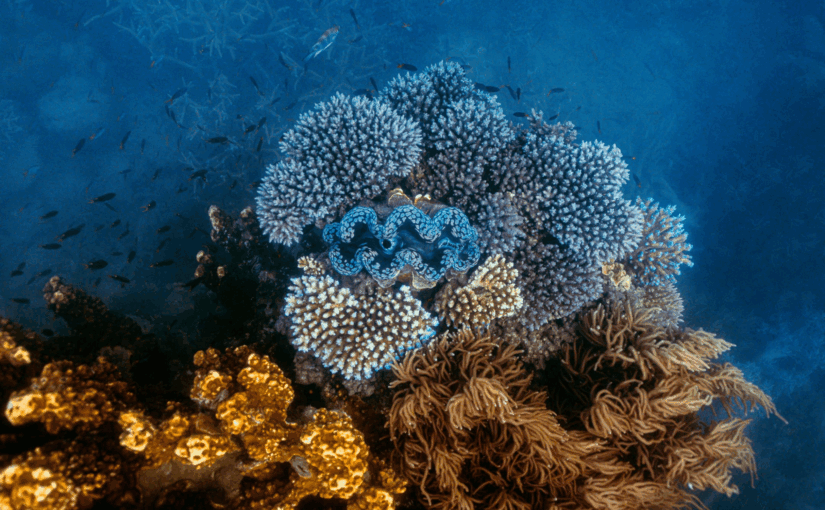 Protecting Our Blue Planet: Stories of Hope for World Oceans Day