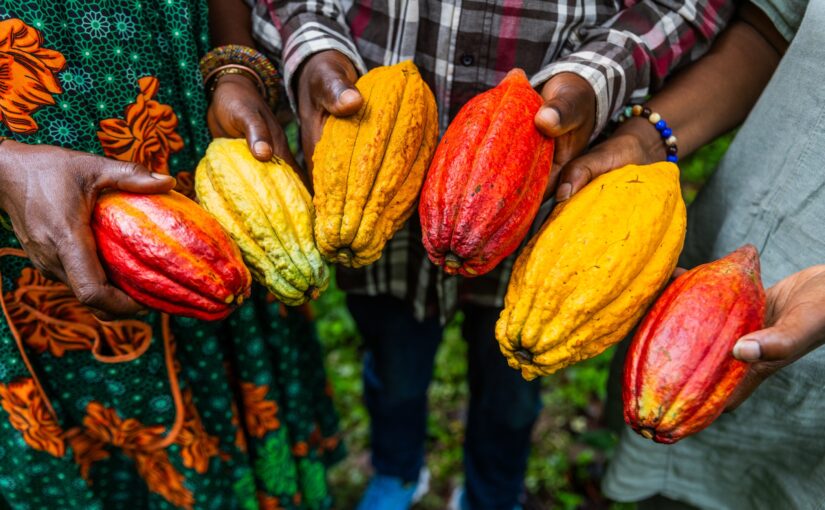 Chocolate Rebellion: Elevating Historically Oppressed Cacao Farmers and Their Communities