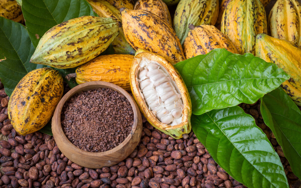 Investing in the Sustainability of Cacao Farmers to Make Distinctive Chocolate