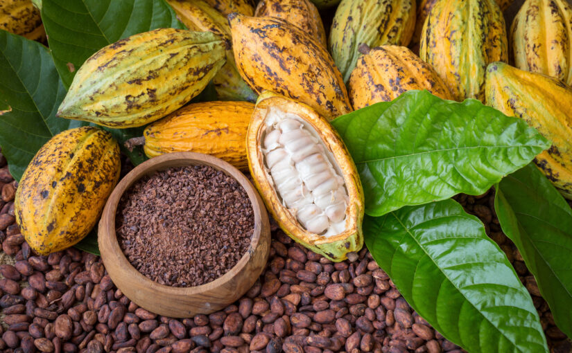 Investing in the Sustainability of Cacao Farmers to Make Distinctive Chocolate