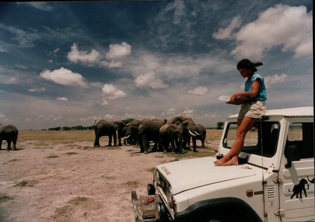 Joyce photographed in Amboseli, Kenya, in 1989 with the JA elephant family. Credit: Bill Thompson