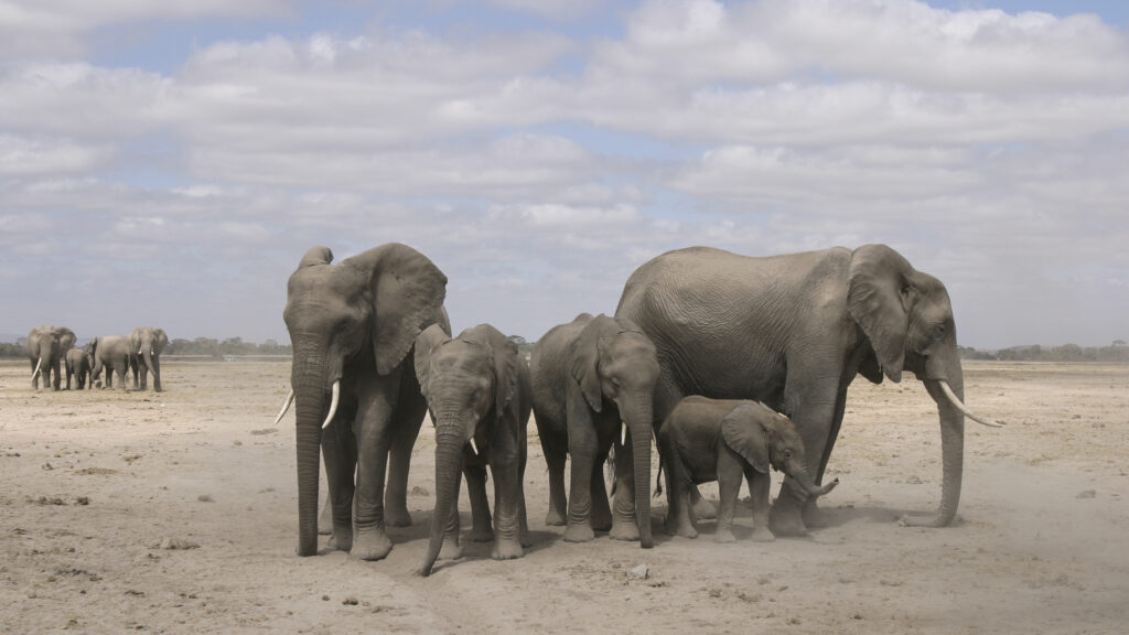 Elephant families split and reunite. In Amboseli, Kenya, the GB family members wait for the rest of the family to catch up before crossing to the plains to the swamp. Credit: ElephantVoices