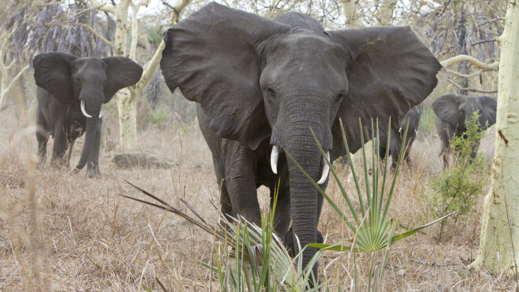 In Gorongosa, Mozambique, elephants Valente, and other family members engage in a highly coordinated group charge that lasted close to eight minutes. Credit: ElephantVoices